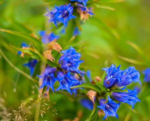 Blue flowers in the carpathian mountains