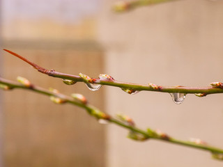 rain drops on the leaf