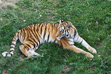 Tigre