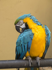 A colorful parrot sitting in a patio on the Canary Islands.