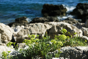 Agrimony - dalmatian plant