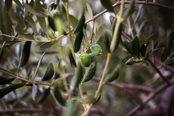 Organic olives in Ivan Dolac village, Hvar island - Croatia