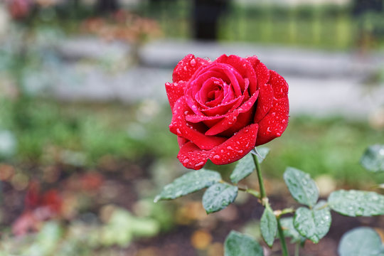 Single red button of rose with drops of dew
