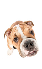 Portrait of English bulldog pup