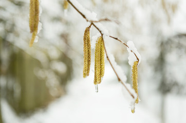 The hazelnut tree catkins. The spring allergy
