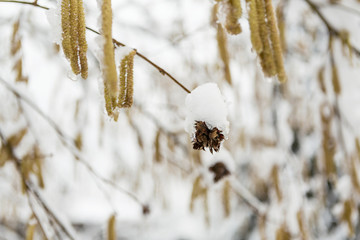 The hazelnut tree catkins. The spring allergy