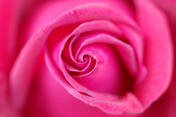 Rose fleur gros plant