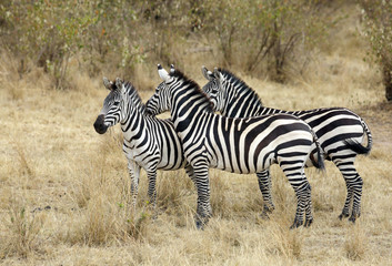 Fototapeta na wymiar Zebra in Masai Mara Grassland 