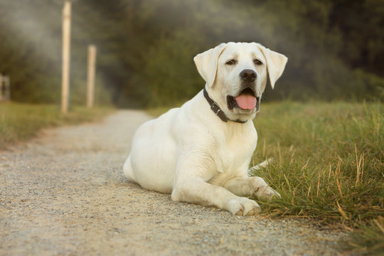 Junger weißer Labrador Retriever Hund auf einem Weg liegend