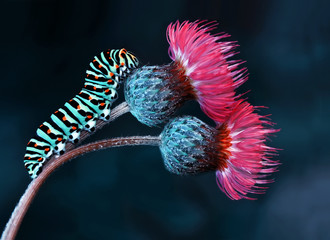 Caterpillar