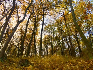 Trees in fall