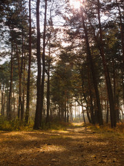 Wild nature in the autumn season