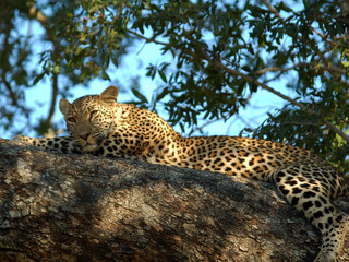 Leopard