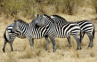 Fototapeta na wymiar A herd of Zebra in Masai Mara, Kenya