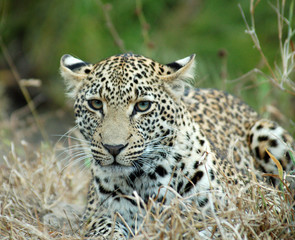 Leopard