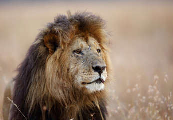Closeup of Lion, Masai Mara