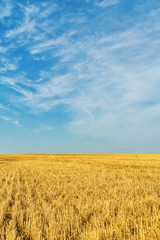 Autumn stubble field after wheat harvesting