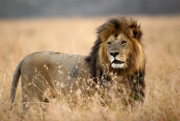 Poster Der König der Löwen, Masai Mara © Dr Ajay Kumar Singh