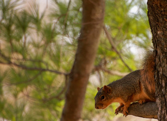 Curious squirrel in a pine tree