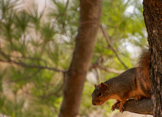 Naklejka na ściany i meble Curious squirrel in a pine tree