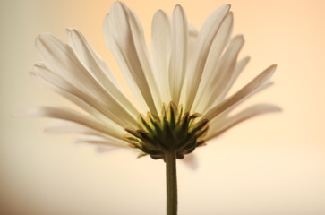 soft white flower