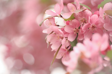 Fototapeta na wymiar cherry blossoms pink