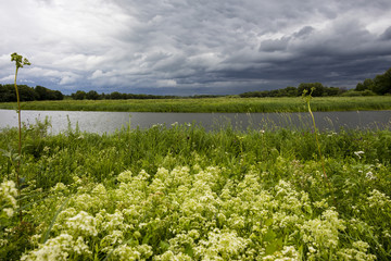 Forest meadow with white flowers