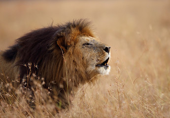 Fototapeta na wymiar Lion roaring in Savannah