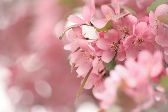 cherry blossoms pink