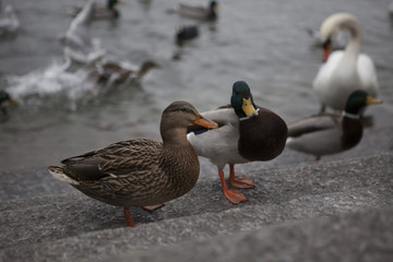 ducks of Zurich