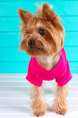Yorkshire terrier in a pink shirt on  background