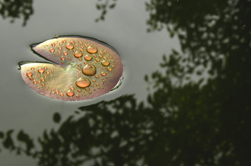 waterlilies/on a leaf of a water-lily beautiful drops of water