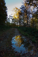 Obraz premium Puddle with reflection of trees on a mountain road at autumn sunny day, Zeljin mountain, Serbia