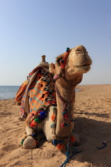 Camel on the beach