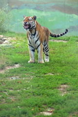 Tygrys bengalski - obrazy, fototapety, plakaty