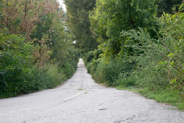 long asphalt road through the forest of poplar