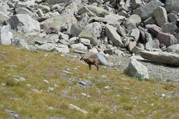 Chamois