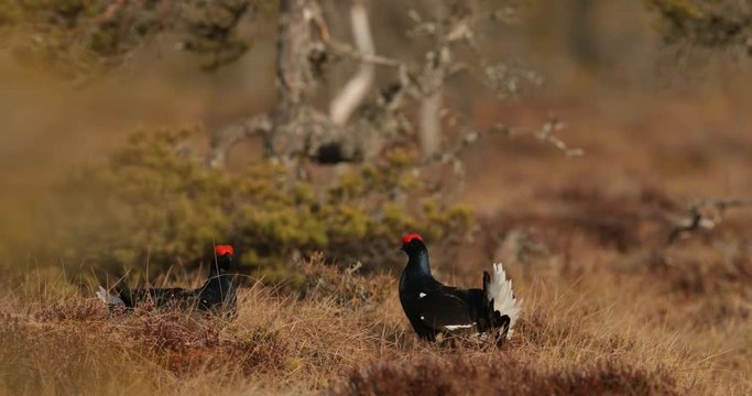 Bird from Sweden. Black Grouse, Tetrao tetrix, lekking nice black bird in marshland, red cap head, animal in the nature forest habitat, Sweden. Dark bird in the march. Black grouse in nature habitat. 
