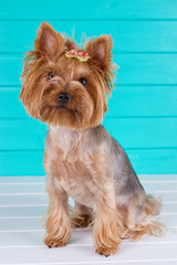 Adult Yorkshire terrier on blue fence