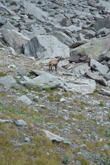 Chamois