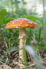 Amanita muscaria, a poisonous mushroom in a forest