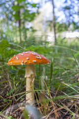 Red Poisonous Mushroom in the forest