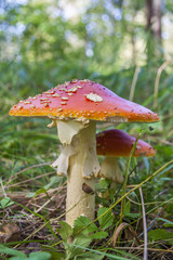 Two spotted toadstools in the woods