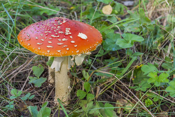 Red Mushroom in the forest