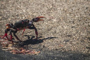 Migration of crabs In Cuba.