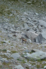 Chamois