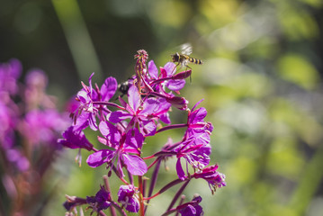 The flying wasp for pollination of flowers