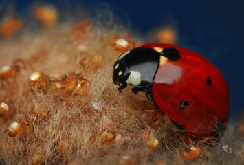 ladybug