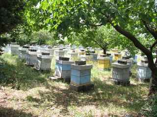 Apiary in the garden