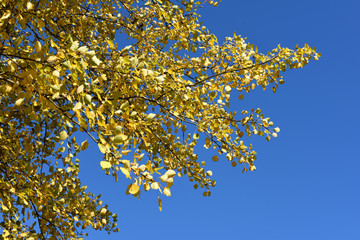 gelbes Laub im Herbst